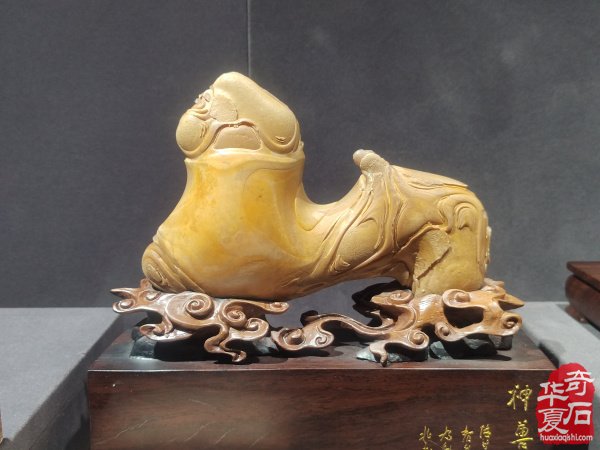 洛阳赏石文化活动万里行来到沧州