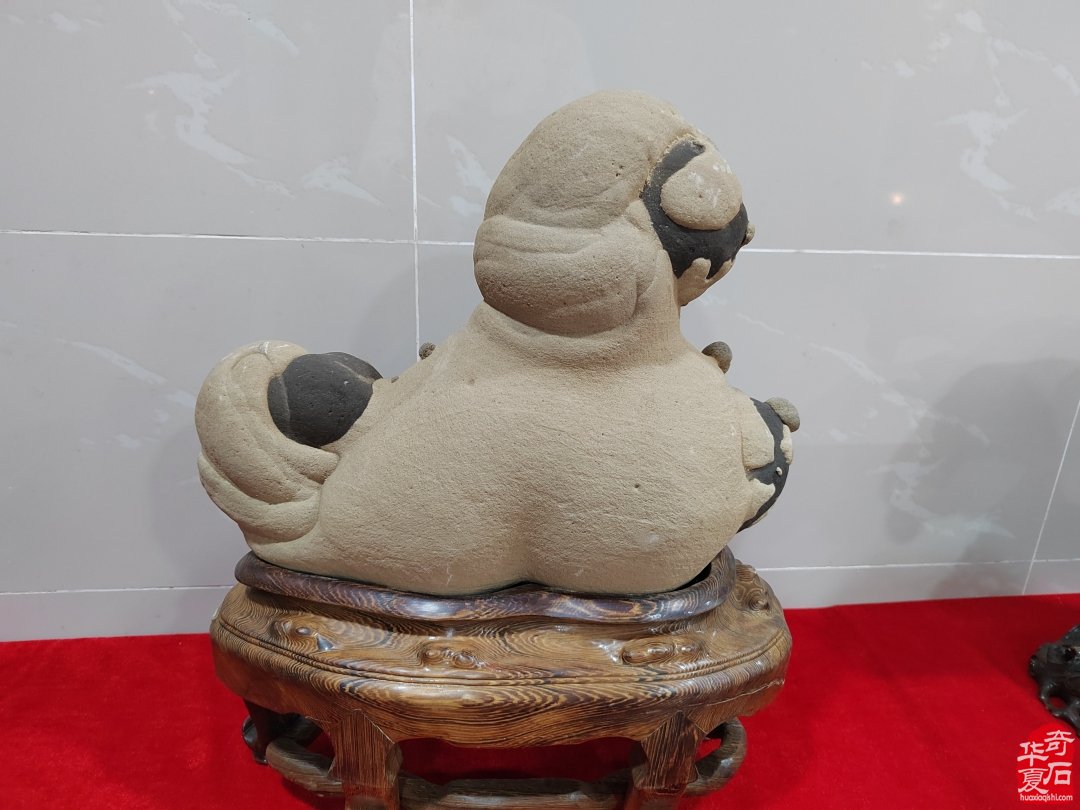 洛阳赏石文化活动万里行夜访大连