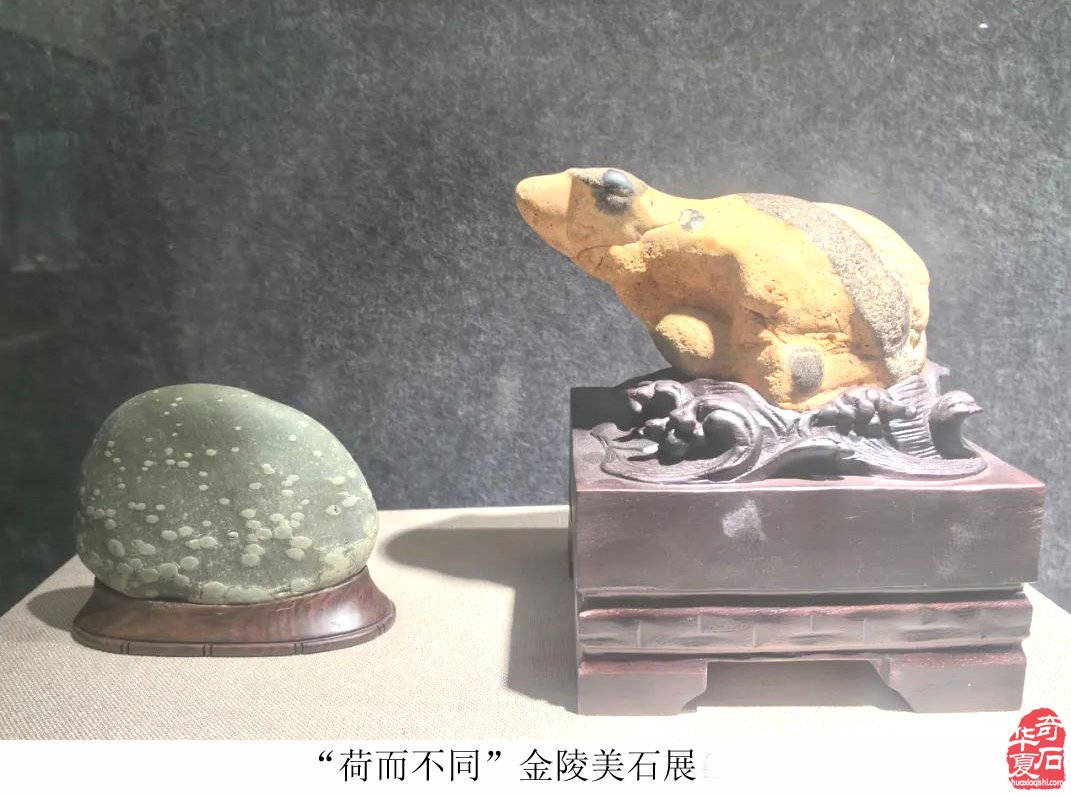 富有创意的“荷而不同”金陵美石展