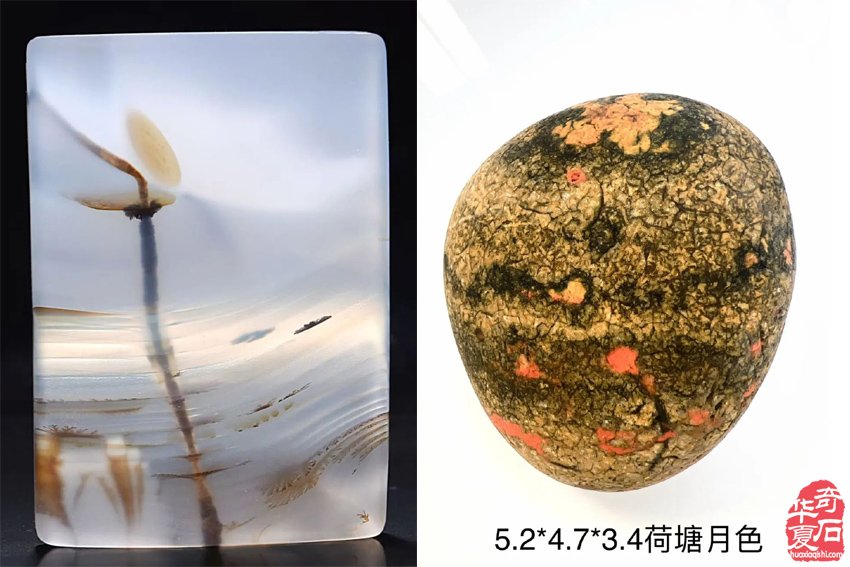 富有创意的“荷而不同”金陵美石展