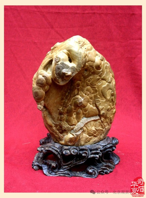 石种推荐|神奇天雕云锦石 图