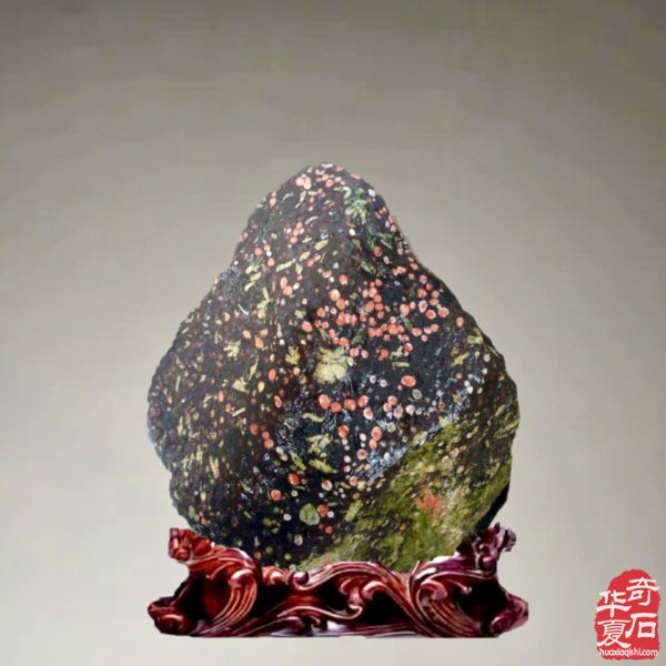 老伴陪我玩石头晚年生活优雅惬意 图