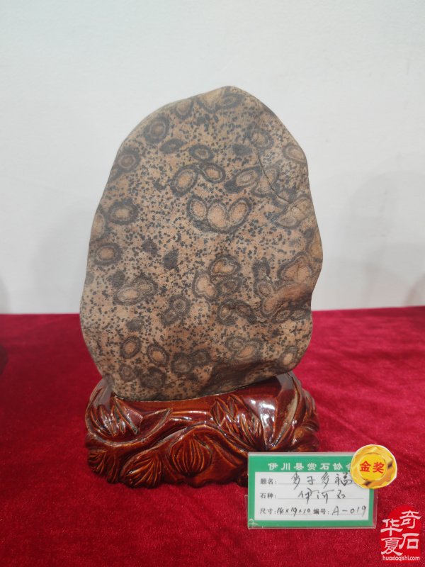 洛阳市赏石协会在伊川开展迎新春活动