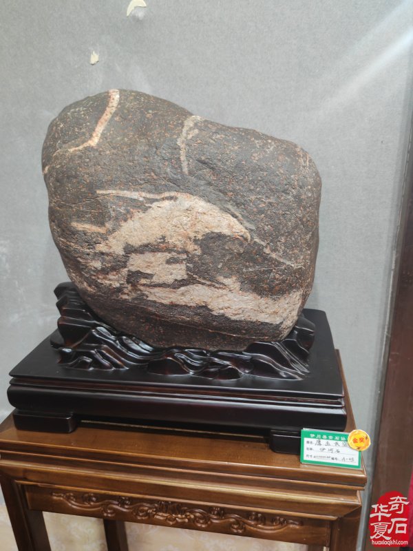 洛阳市赏石协会在伊川开展迎新春活动