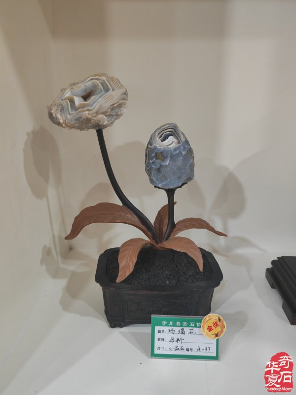 洛阳市赏石协会在伊川开展迎新春活动