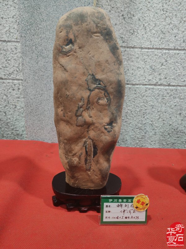 洛阳市赏石协会在伊川开展迎新春活动