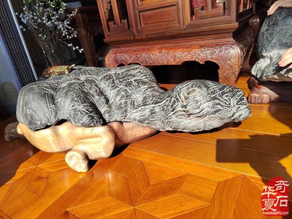 石韵洛阳 纹藏天下 —— 专访加拿大观赏石协会会长栾永军