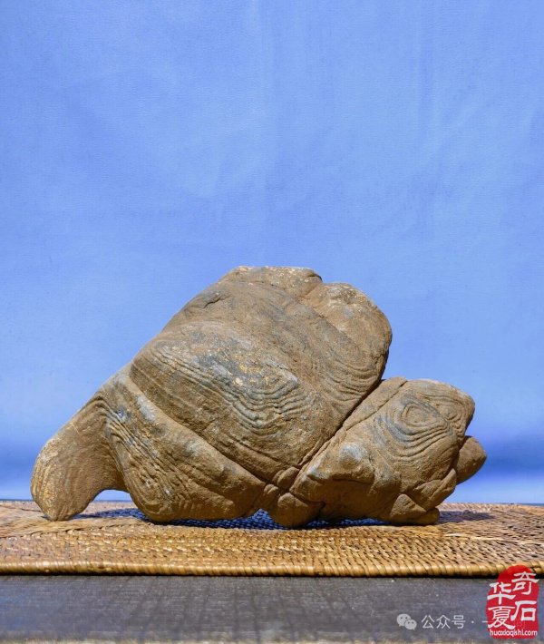 挖掘济源纹石“上古文明的石质遗存”价值