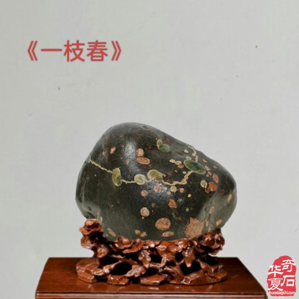 醉石翁新春分享赏石带来的快乐 图