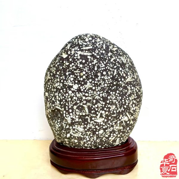 醉石翁新春分享赏石带来的快乐 图