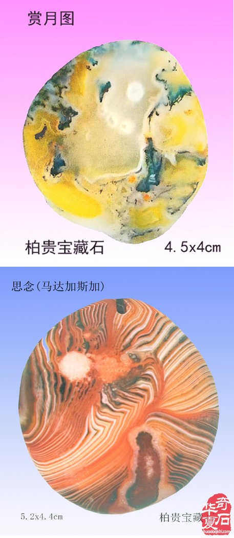 元宵:美石迷人传佳话 石不能言最可人