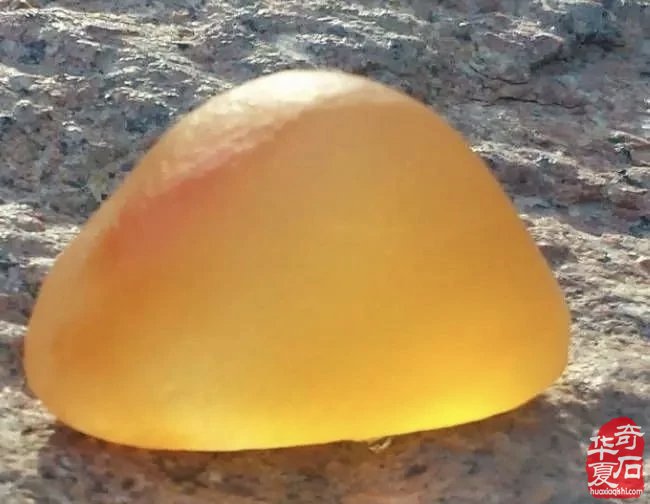 自从玩了金丝玉 视金丝玉为最爱了 