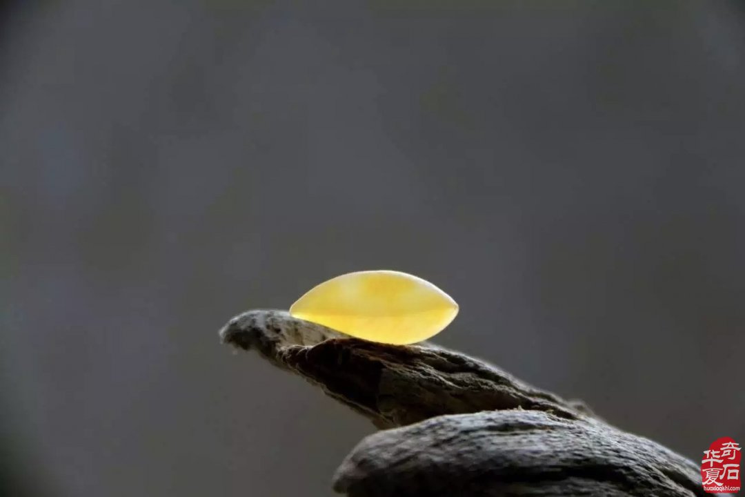 自从玩了金丝玉 视金丝玉为最爱了 