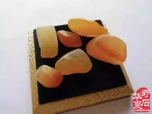 自从玩了金丝玉 视金丝玉为最爱了 