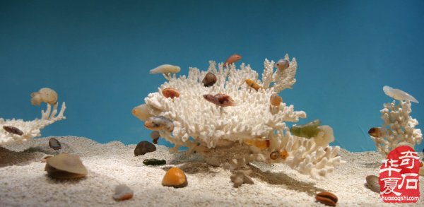 2026春季阿拉善玉·观赏石文化旅游活动即将启幕！