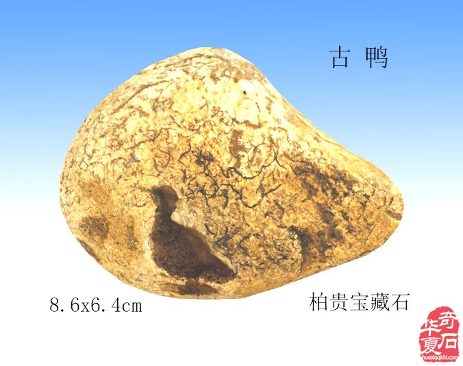一枚古鸭石·千载洪武香