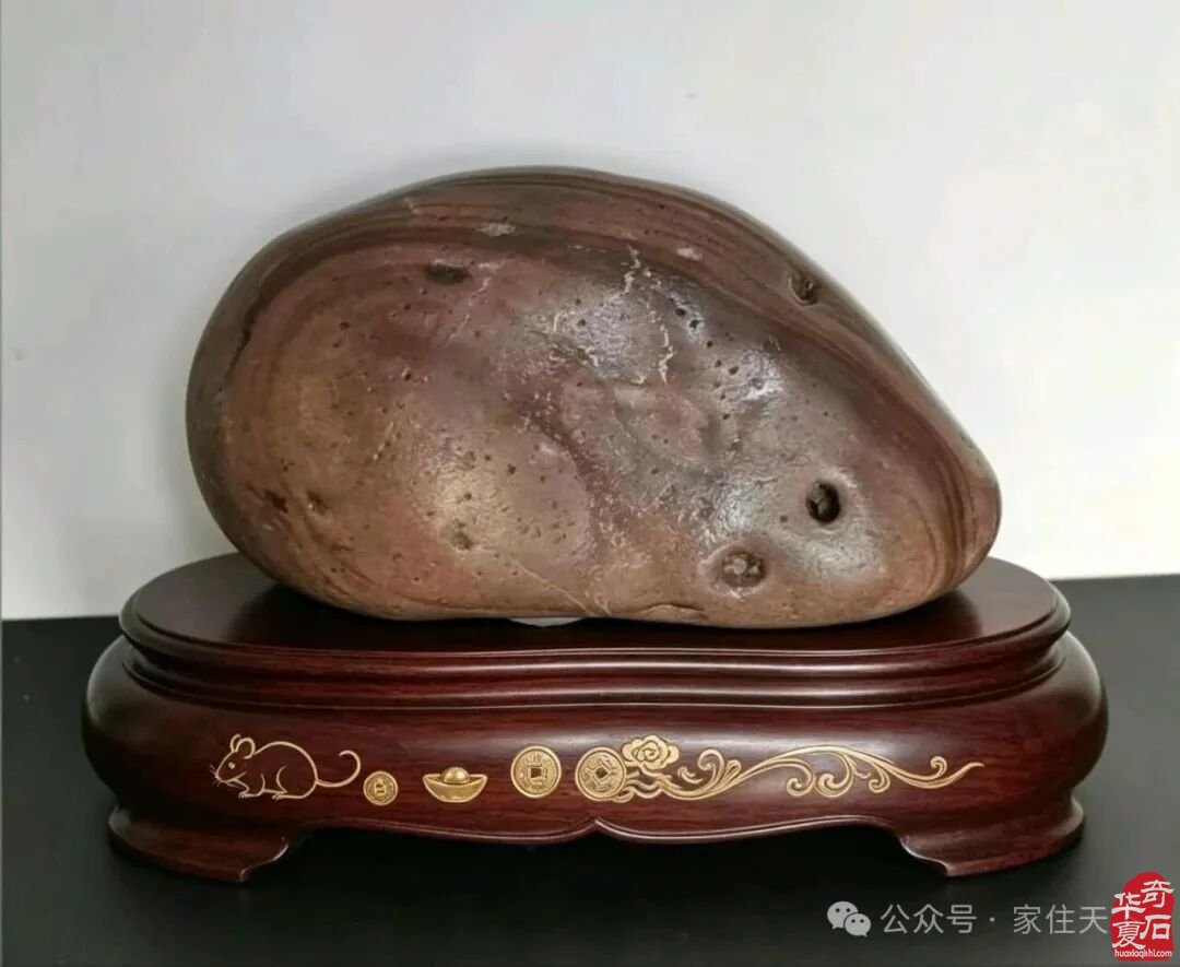 黄河冲出一只天然奇石“招财鼠”!