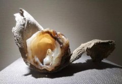 奇石收藏：读懂，比什么都重要 ！