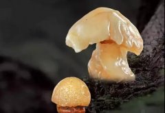 多参加奇石展，做一个见过世面的玩石人很重要！