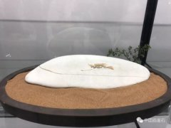 画面石常山海峡两岸赏石文化交流展上争奇斗艳