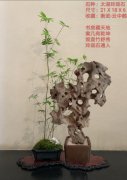 每日一石：雅赏青州太湖石《 玲 珑 》 图