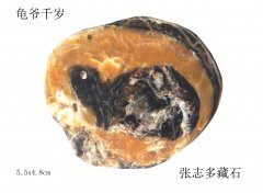 每日一石：欣赏雨花石《龟爷千岁》 图