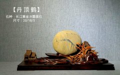 长江奇石专辑---《鹤》 与君共品