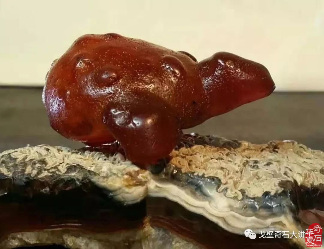 戈壁石走进齐齐哈尔 大讲堂现金补贴路费！