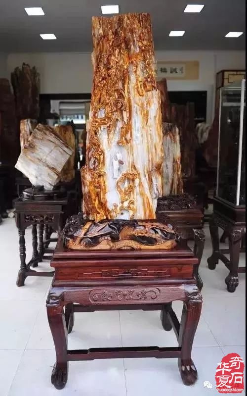 世界上最美木头变成石头后的样子！